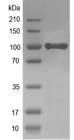 Western blot of algE2 recombinant protein