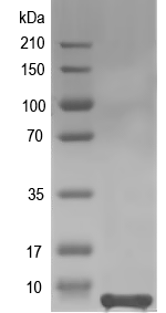 Western blot of alpha-delta-Bgt-2 recombinant protein