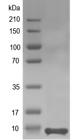 Western blot of chpS recombinant protein