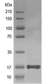 Western blot of garA recombinant protein