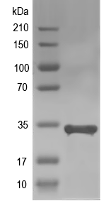 Western blot of gliK recombinant protein