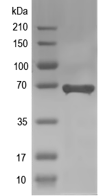 Western blot of hex-1 recombinant protein