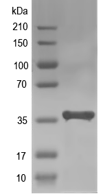 Western blot of hexs-b recombinant protein