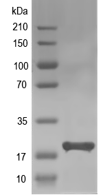Western blot of mdt-31 recombinant protein