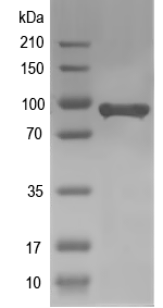 Western blot of mutS recombinant protein
