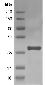 Western blot of pltE recombinant protein