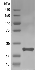 Western blot of ribB recombinant protein