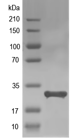 Western blot of rsuA recombinant protein
