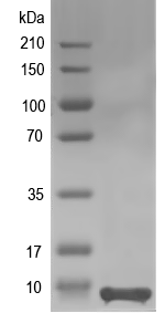 Western blot of s010L recombinant protein
