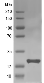Western blot of tmem11-b recombinant protein