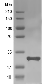 Western blot of tmoT recombinant protein