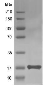 Western blot of vlpF recombinant protein