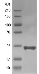 Western blot of yjbA recombinant protein