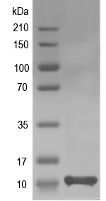 Western blot of yubO recombinant protein